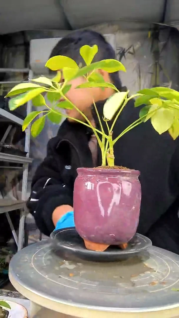 狗***?中青园艺一物一拍花437