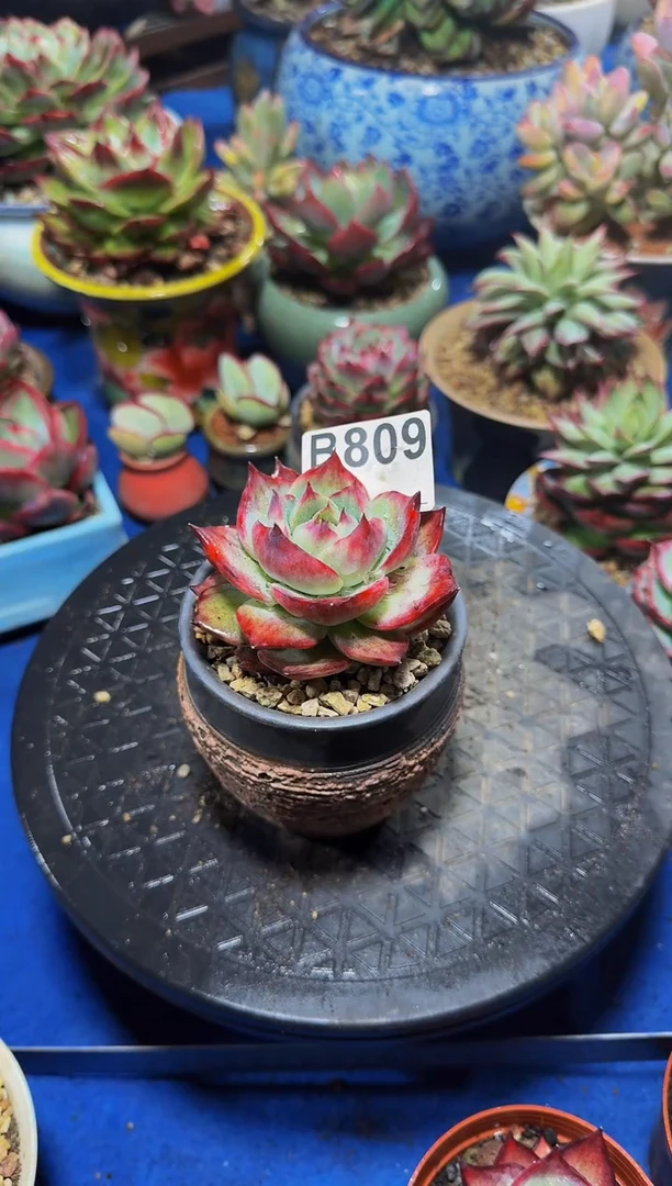 B809惊鸿仙子-----（裸根发货）