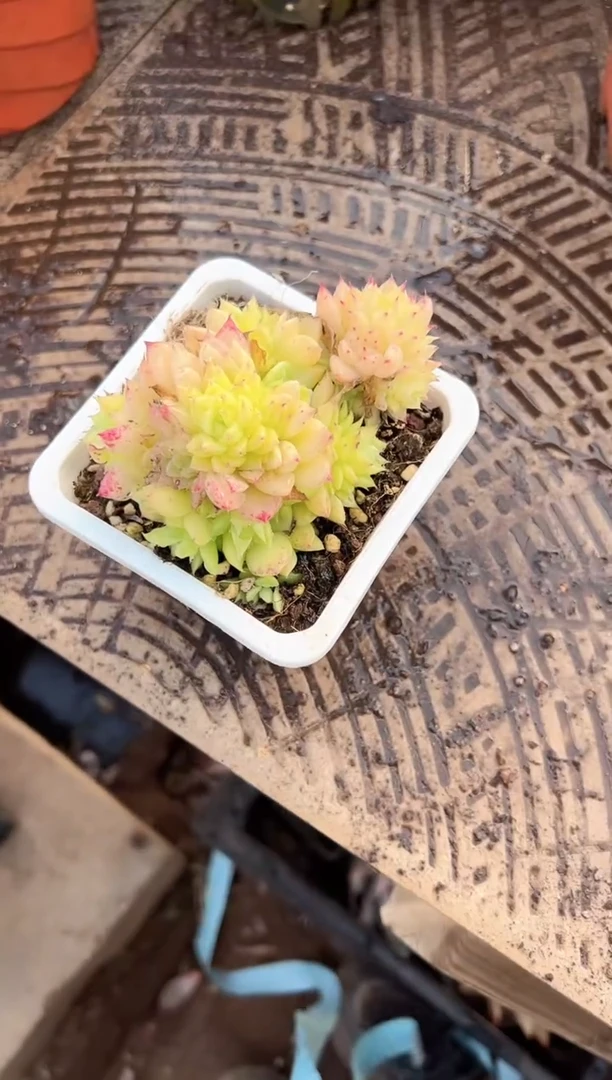 谢*菊多肉植物一物一拍14313