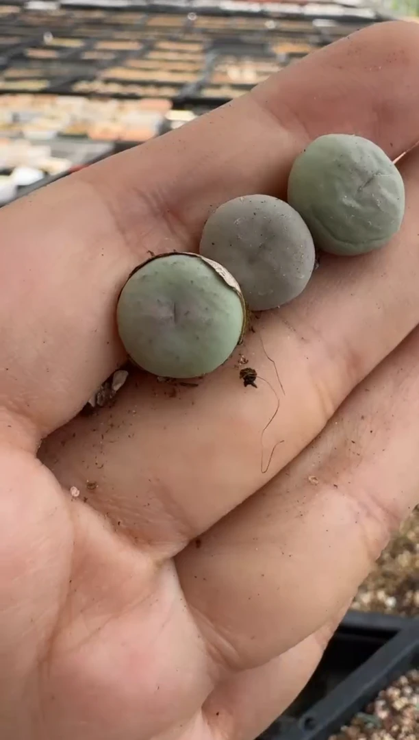8-21多肉植物肉锥一颗