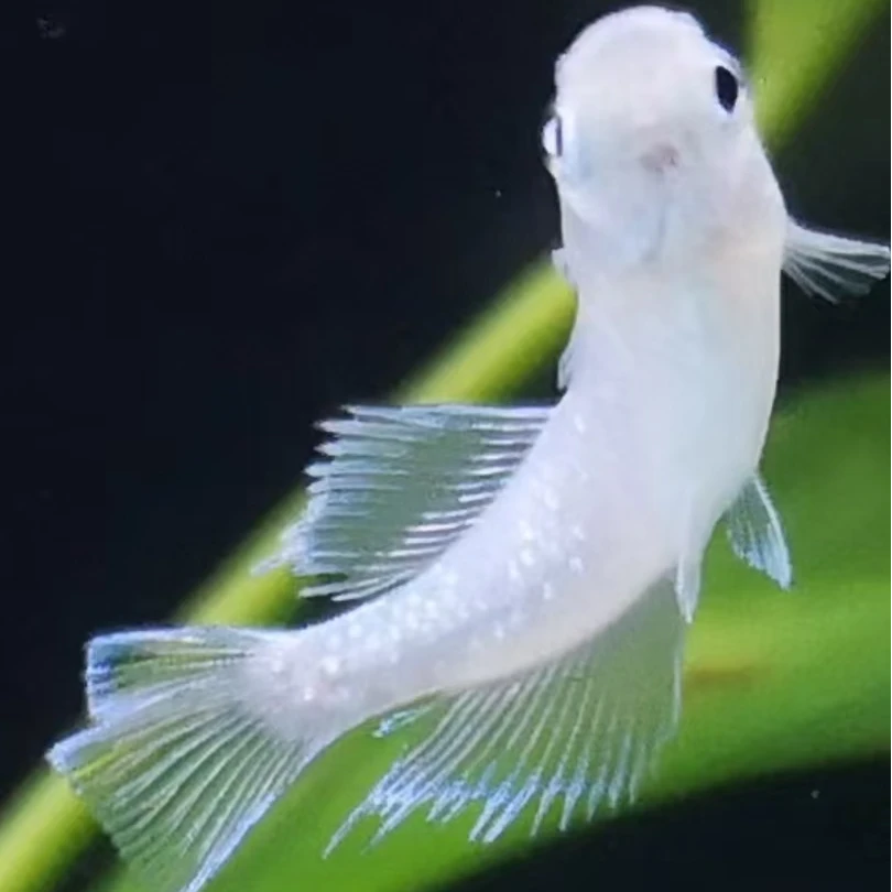 观背青鳉  直播链接