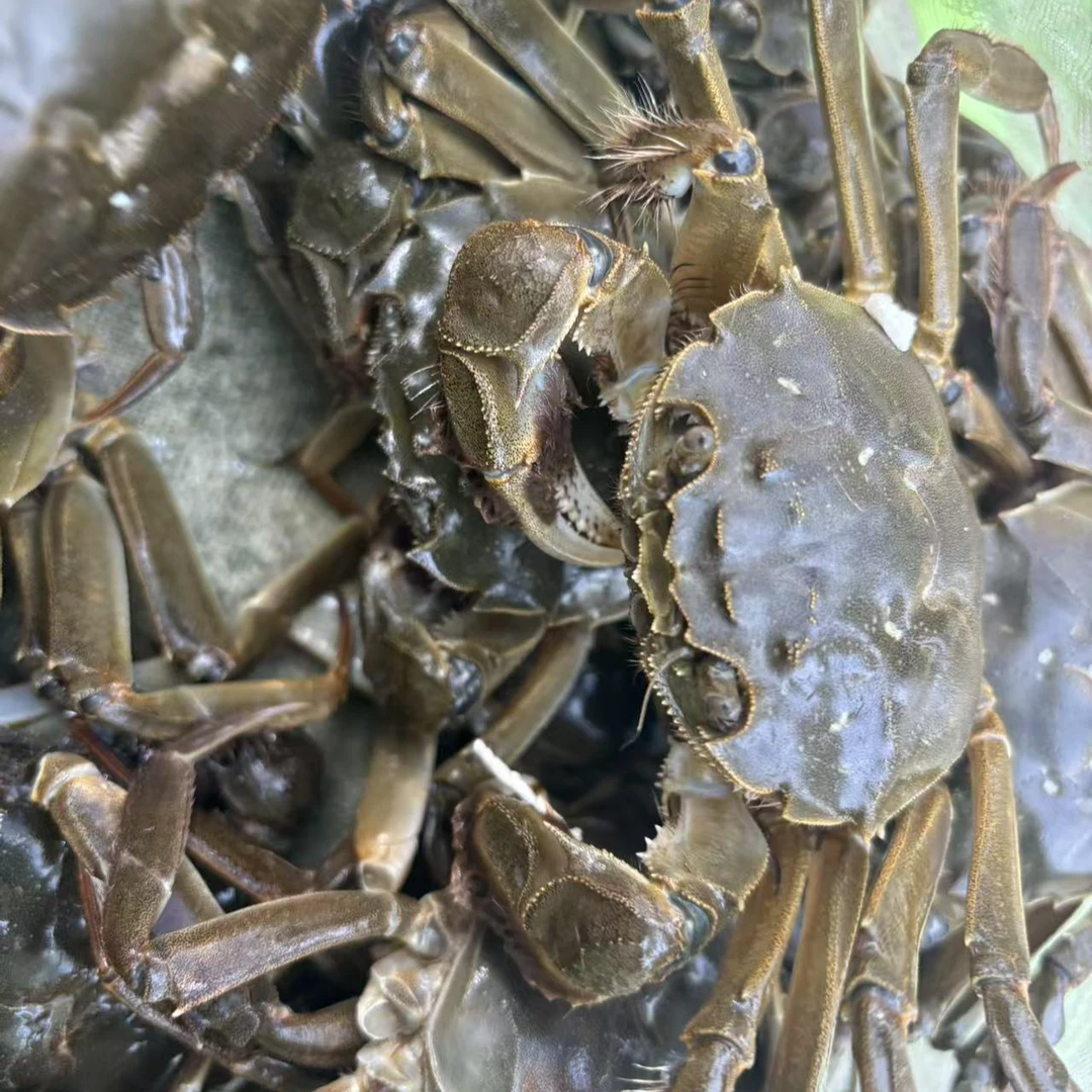 【固城湖活蟹】精品鲜活螃蟹 两每只 10只 9指母蟹 备用5