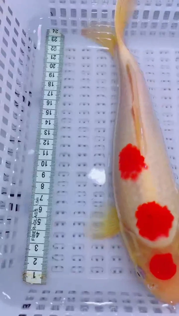锦鲤血统锦鲤全场包邮18