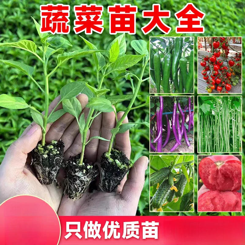 【20棵可混搭】蔬菜秧苗番茄苗茄子苗辣椒苗盆栽地栽四季阳台好养活