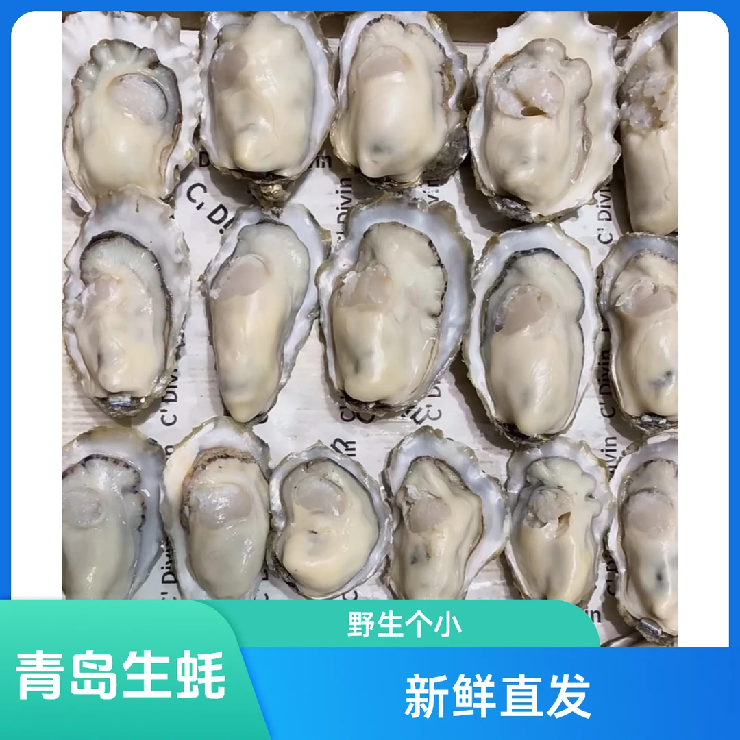 【顺丰包邮】青岛正宗红岛野生生蚝（海蛎子）源头直发（一份5斤）【野生生蚝，个头偏小】