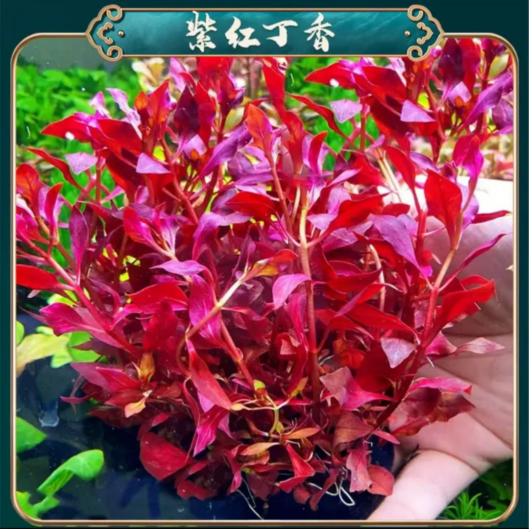 后景新手懒人水草{紫红丁香大坨}坨草