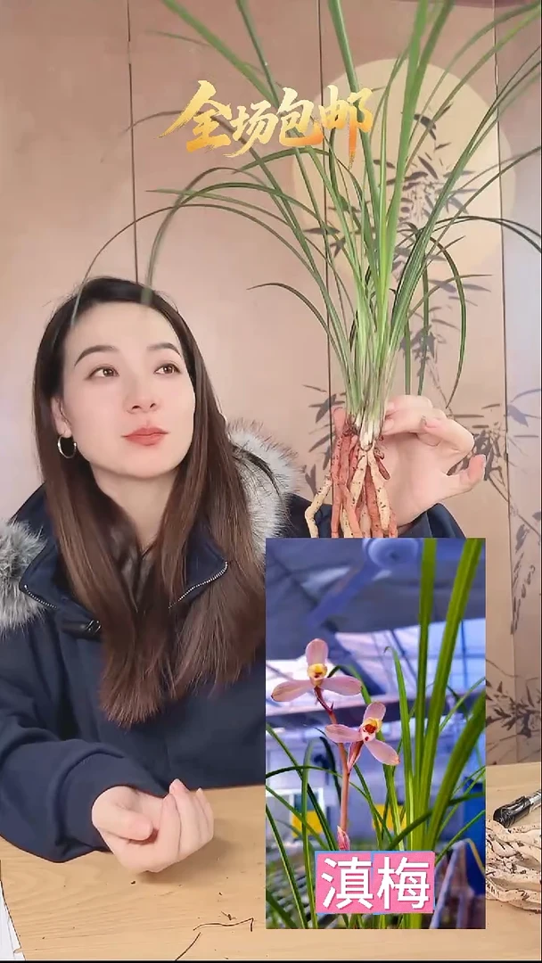 当前无花栽培后可以开花：滇梅