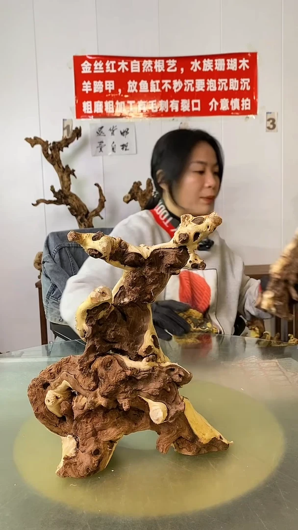 木沙*金丝红木  羊蹄甲