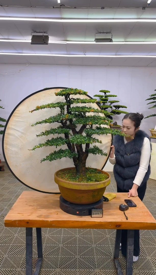 无花朵一物一拍一物一拍