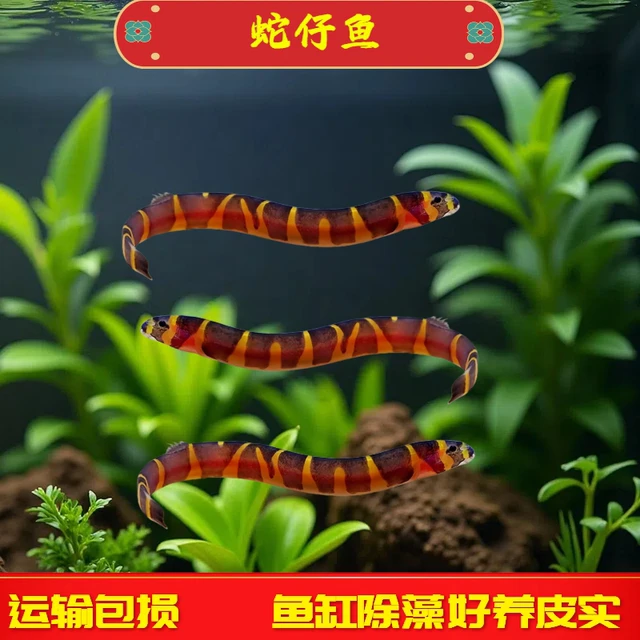 蛇仔鱼苦力泥鳅观赏鱼热带鱼除蛋白虫涡虫清洁鱼易养小型鱼可混养
