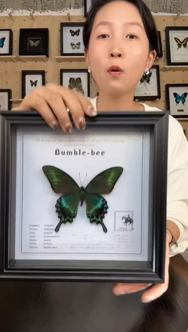 绿带翠凤蝶蝴蝶标本装饰画8寸框