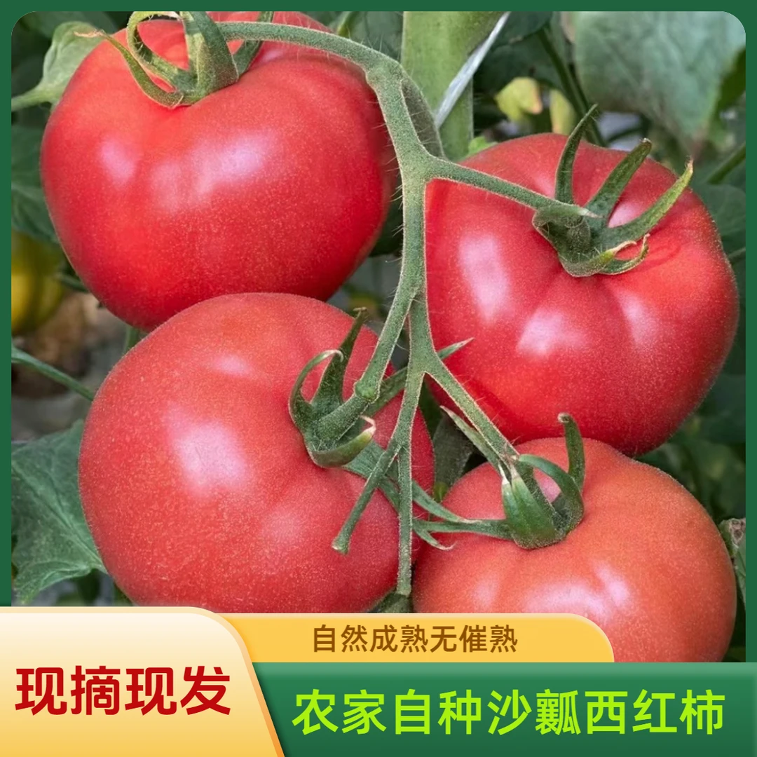 农家自种沙瓤西红柿新鲜现摘现发净重包邮自然成熟产地直发