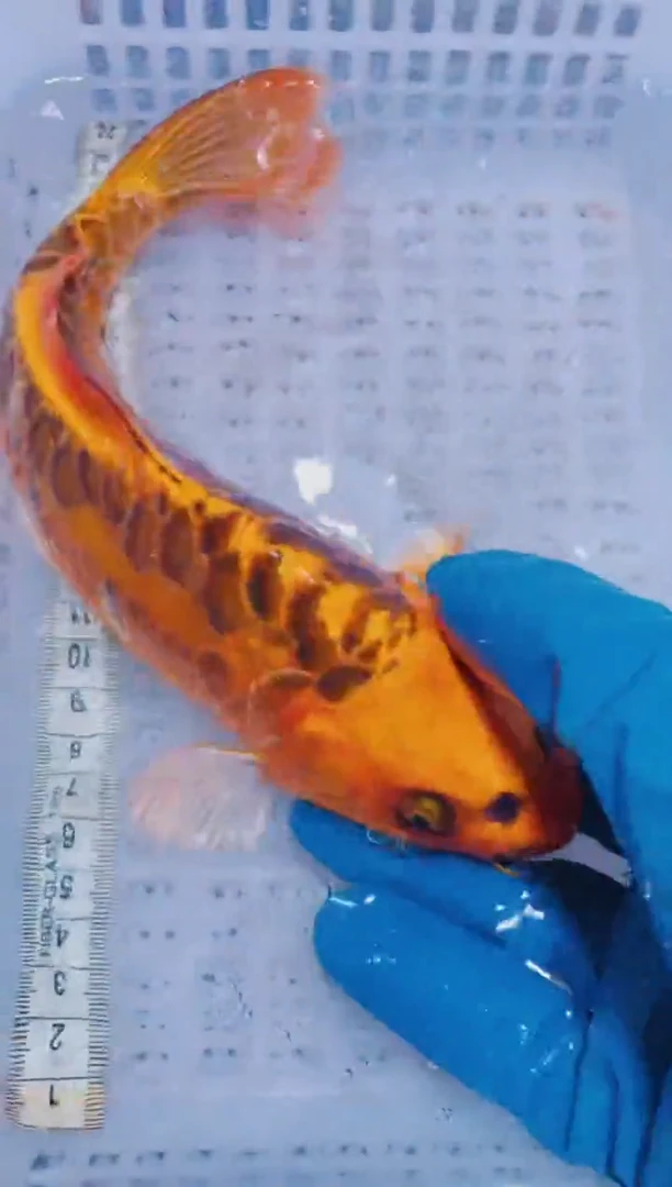 锦鲤血统锦鲤全场包邮46