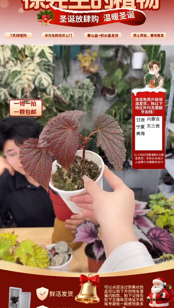 完全开放血渍秋海唐