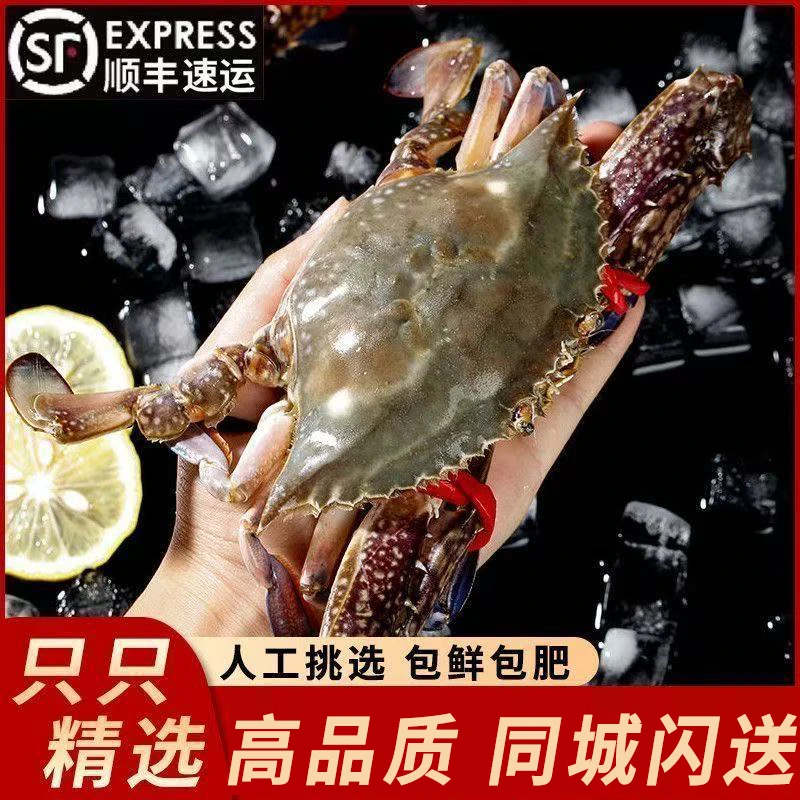 【本地公蟹】梭子蟹2-4斤装单只3-5两顺丰快递【保鲜不保活】