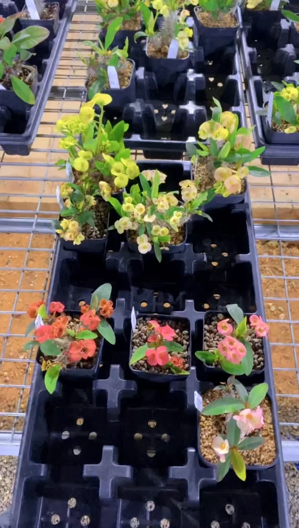 【闪购商品】美花大戟8颗