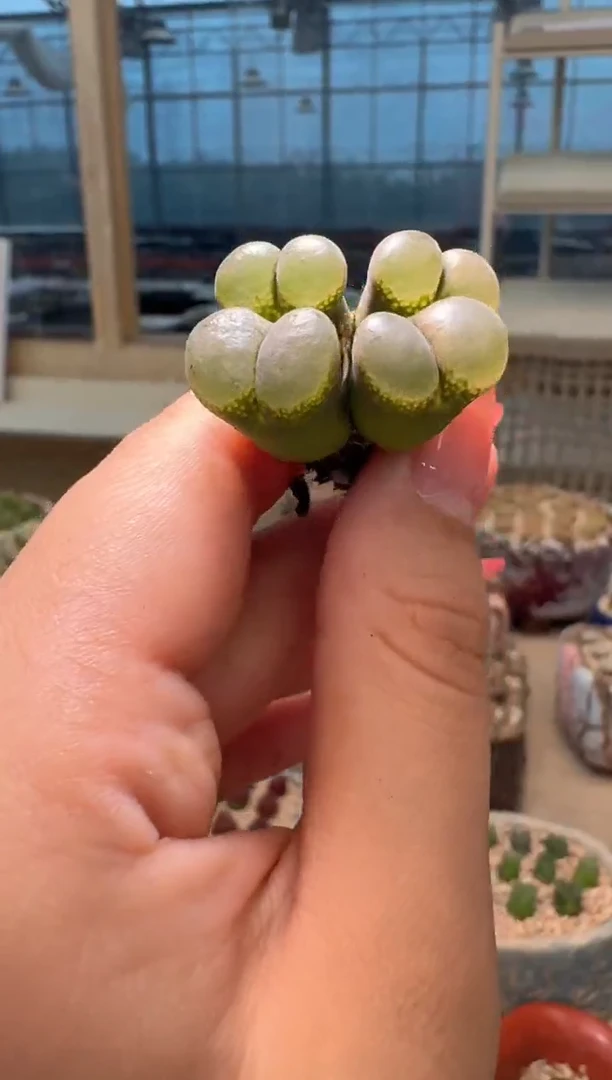 9-36多肉植物肉锥