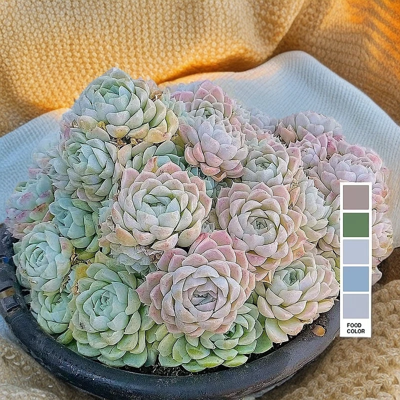 超大白月影  熊猫多肉（满19包邮）带盆发  庭院美观