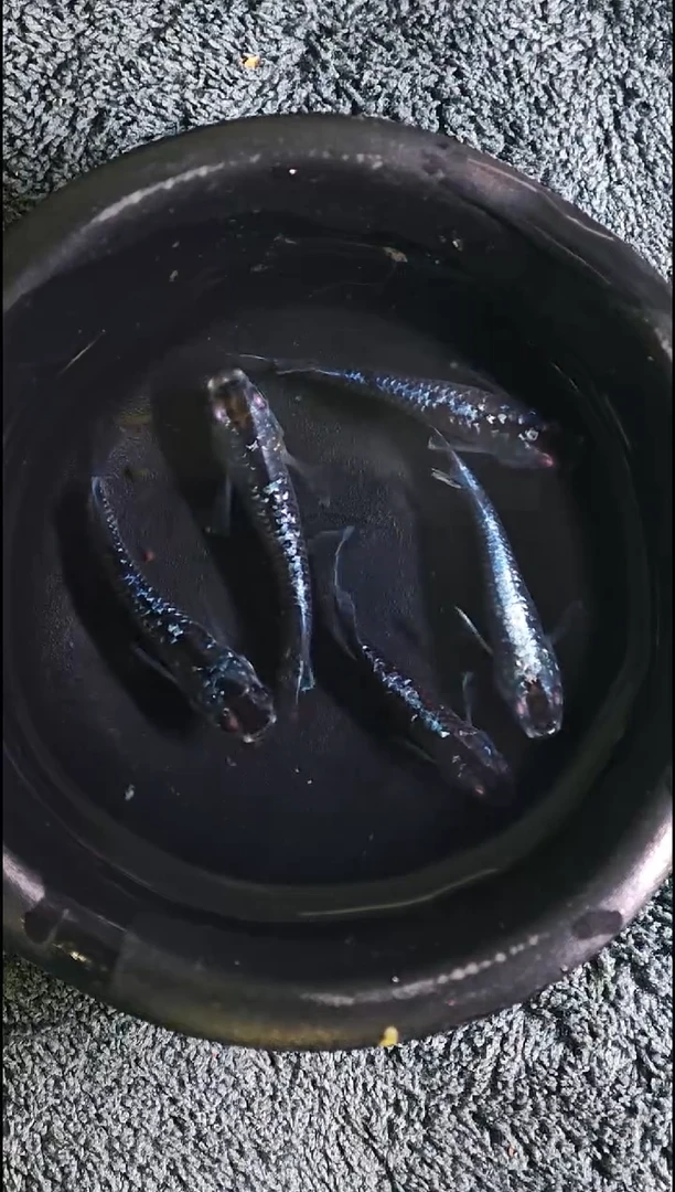 青鳉鱼观背青鳉13