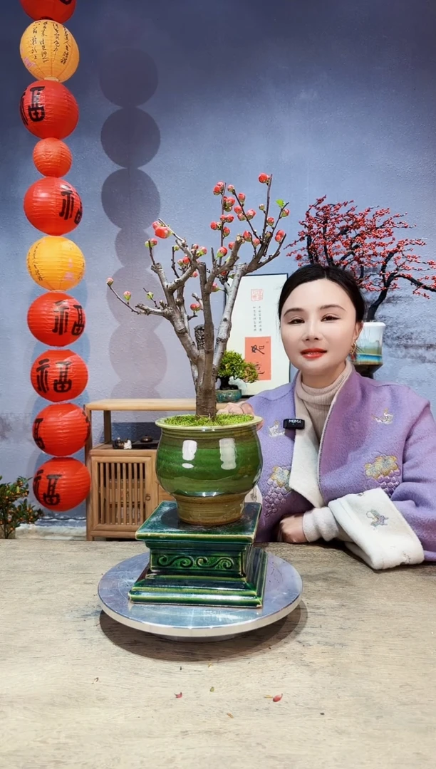 【闪购商品】盆景海棠 长寿冠