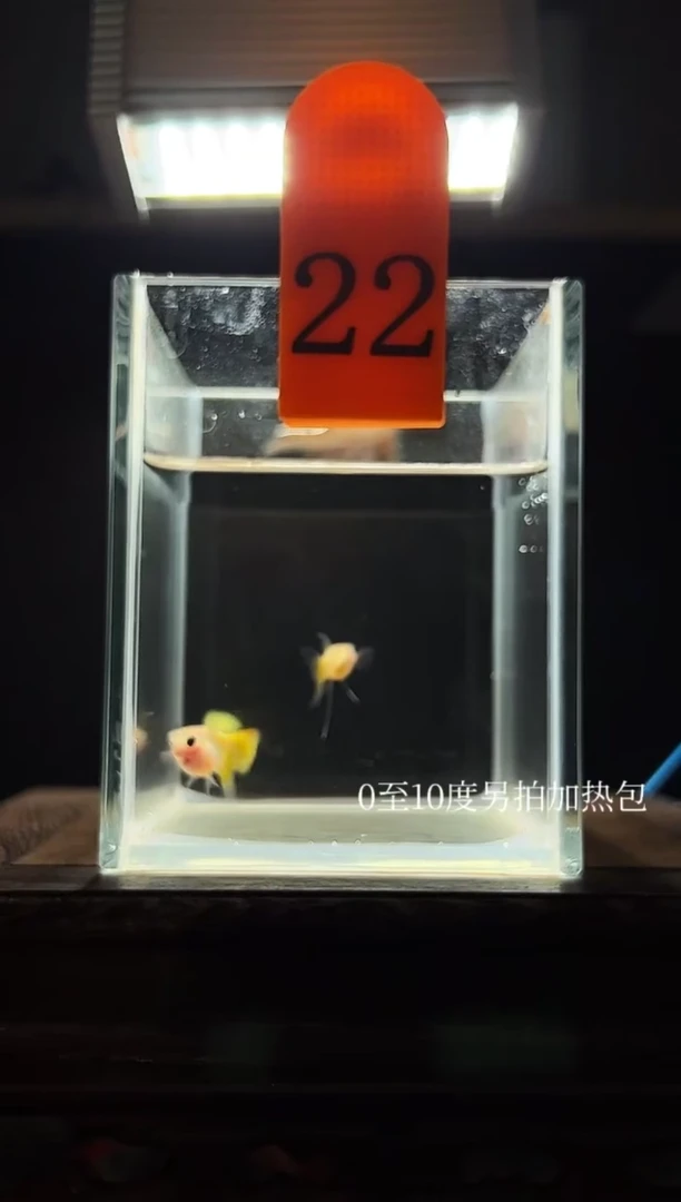 孔雀鱼黄金玻璃猫短C
