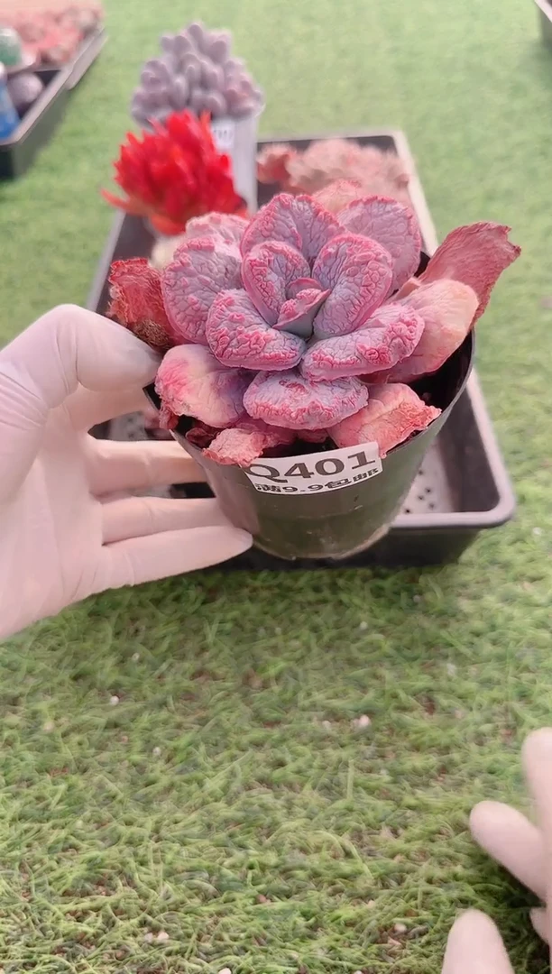 【闪购商品】梦会多肉一物一拍