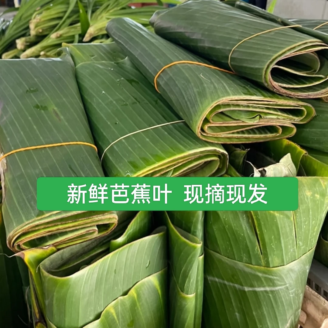 广西新鲜野生农家芭蕉叶现摘现发香蕉叶粽子包糍粑菜肴摆盘糕点