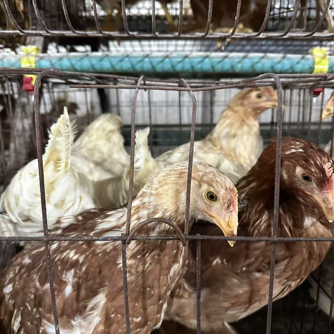 精粉一号蛋鸡鲜美呱呱鸡顺丰包邮整鸡肉