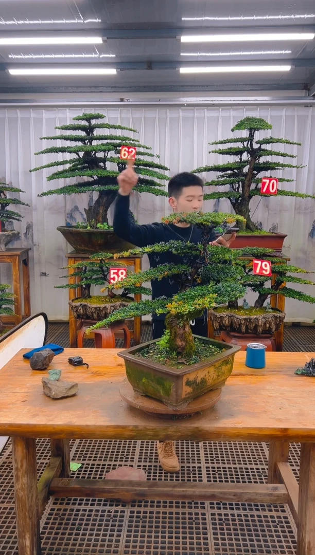 无花朵一*精品盆景直播间一物一拍