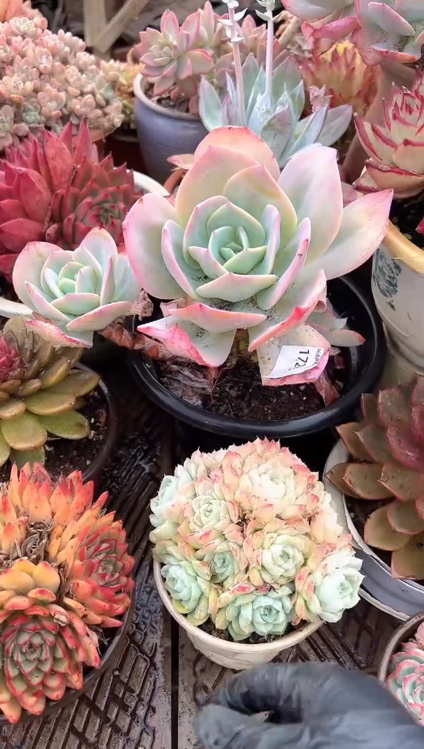 齐*多肉植物一物一拍17245