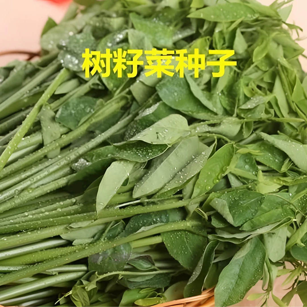 【树籽菜种子】树籽菜种子五指山野菜