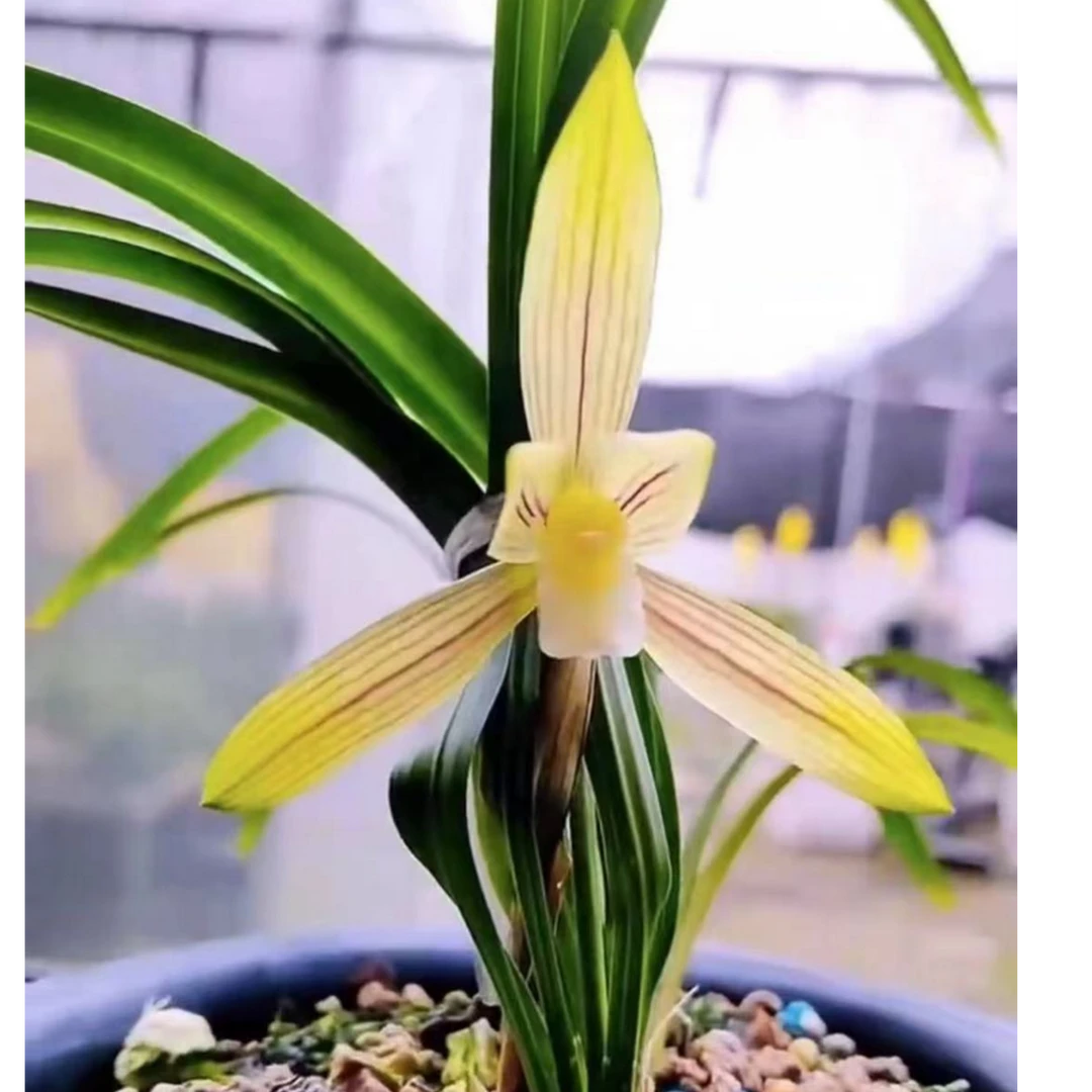 春兰【黄素】花期12-3月份