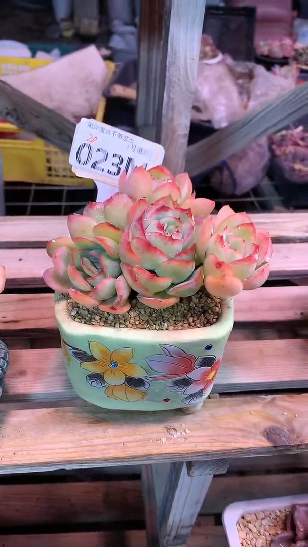 【闪购商品】023MMM