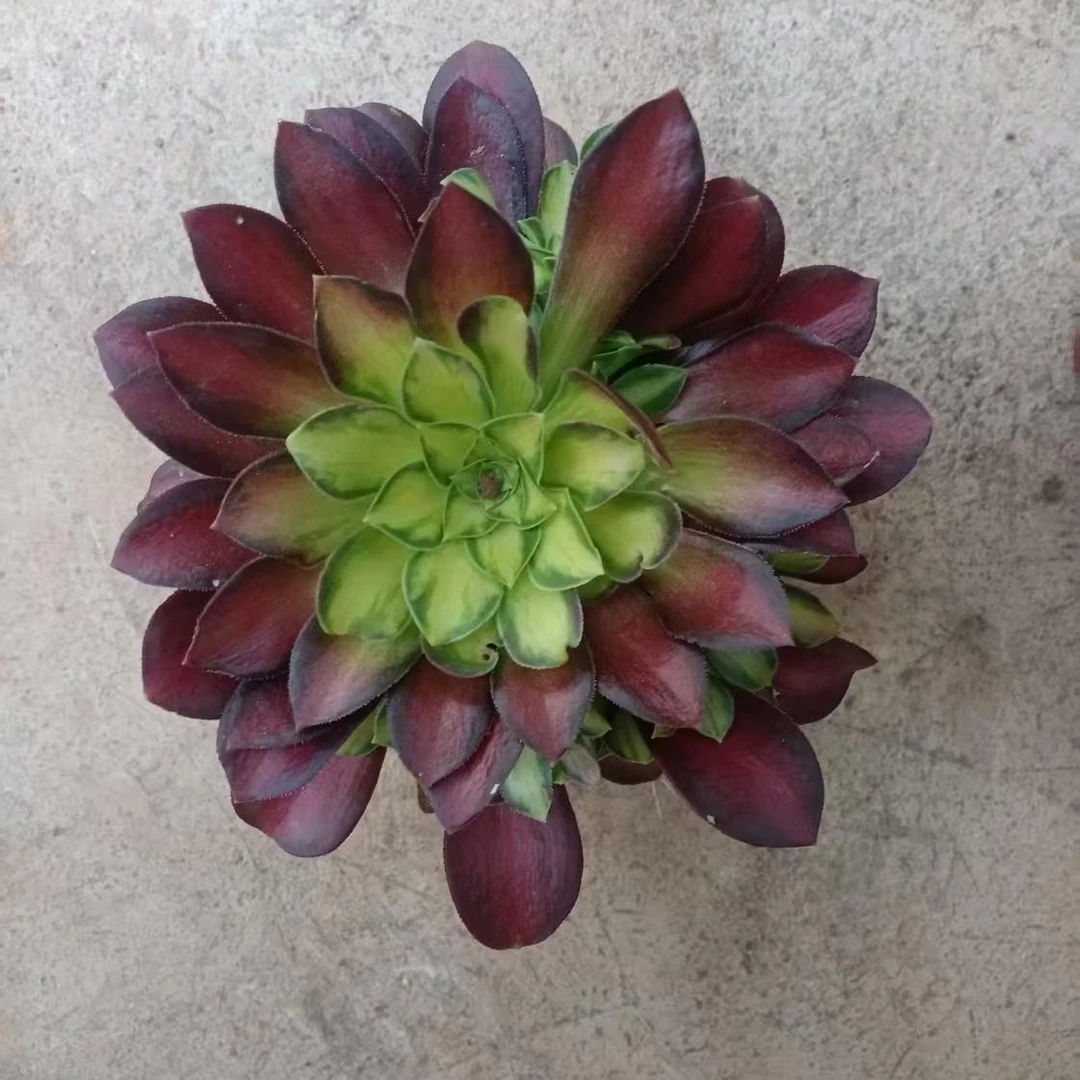 百荟（两单包邮）多肉  韶华法师   脱土