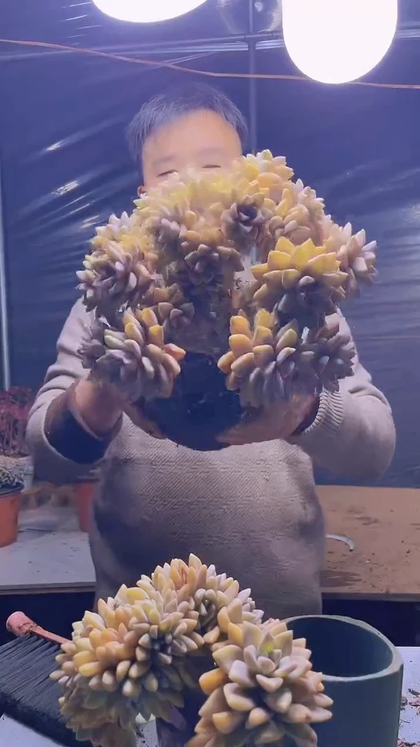 【闪购商品】缀化276