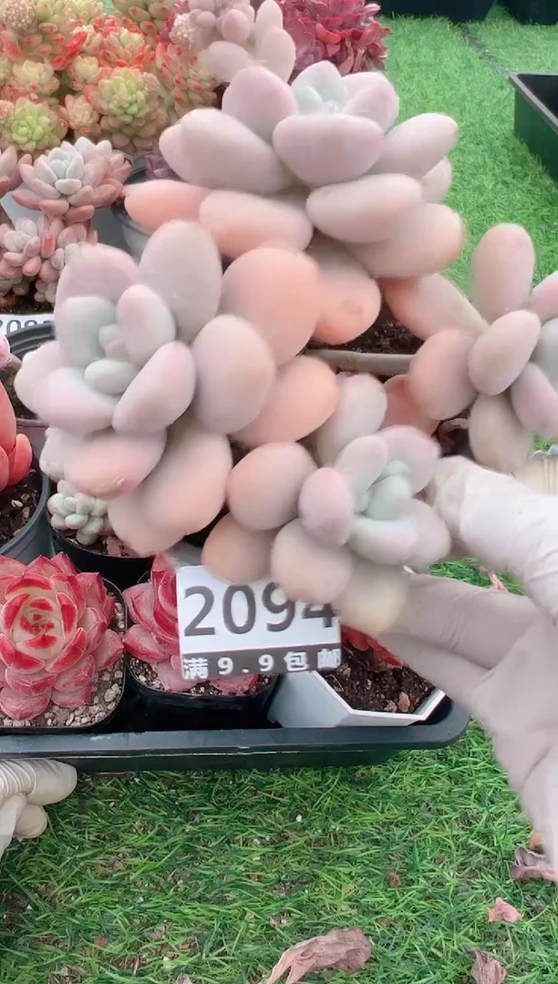 【闪购商品】信福多肉一物一拍