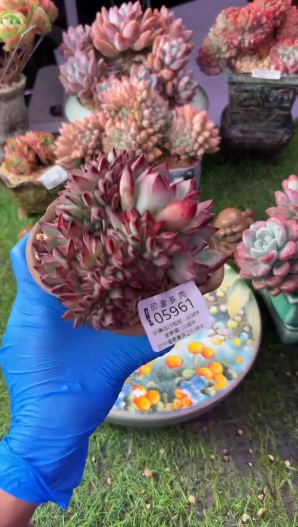 昆明印象多肉05961