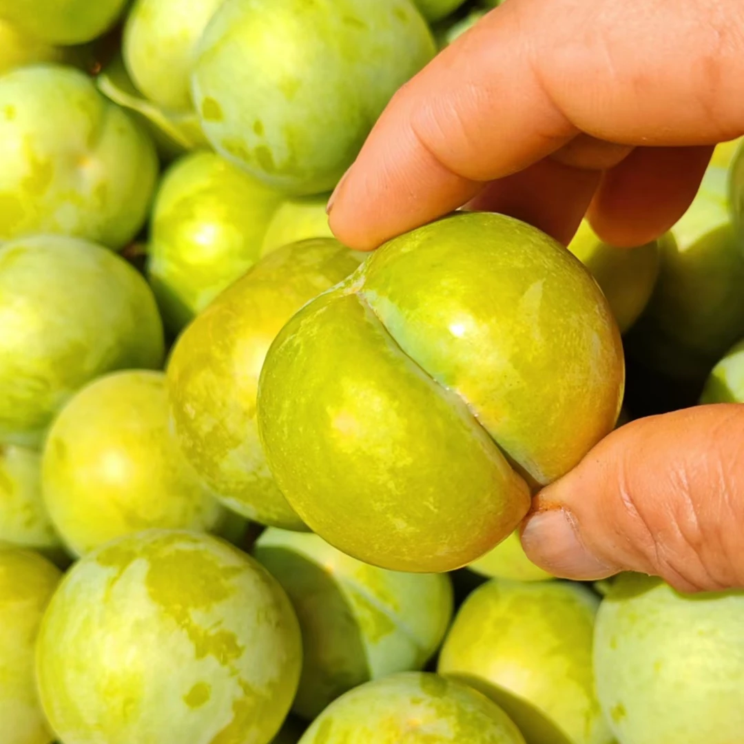 夕飞（蜂糖李容器苗）带盆发货一代苗适合盆栽地栽庭院种植原杯发货