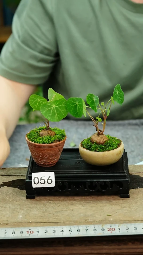 无花朵苔藓微景观056号