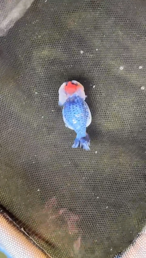 金鱼海*水娃娃观赏鱼兰寿金鱼  不包邮