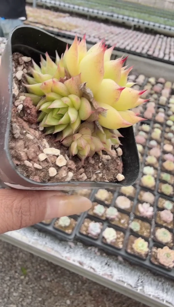 东云多肉园新款-28