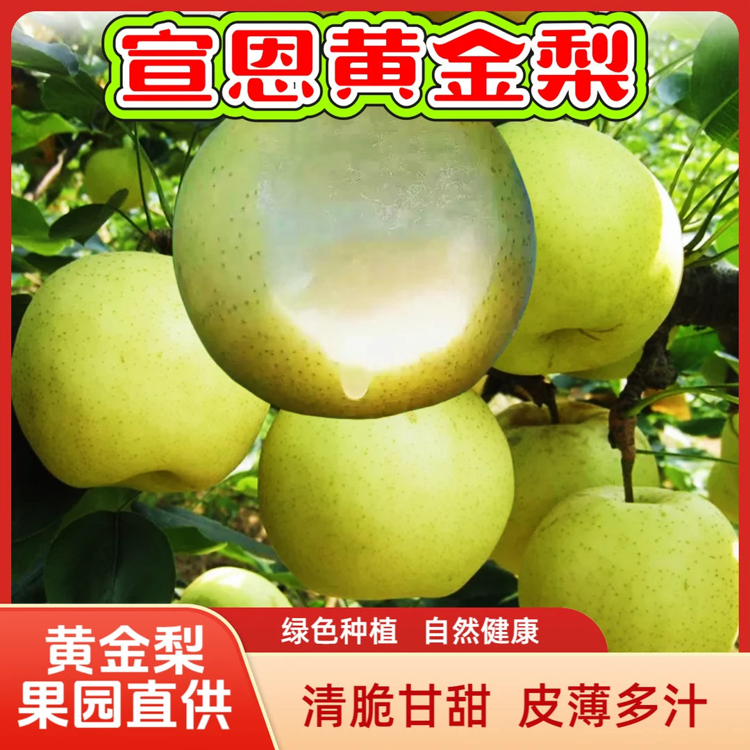 2025新上市湖北恩施宣恩黄金梨青皮梨子新鲜水果现摘现发16枚礼盒