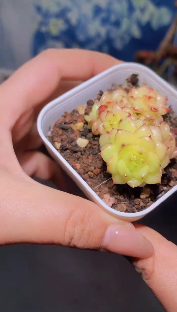 【闪购商品】364灯泡群生