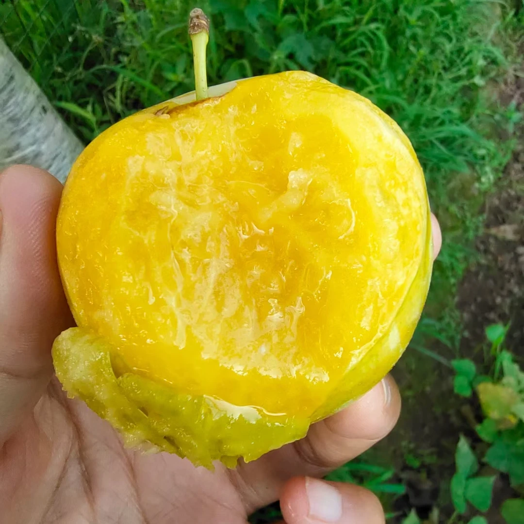 【顺丰包邮】衡阳本地白糖李现摘现发清甜多汁