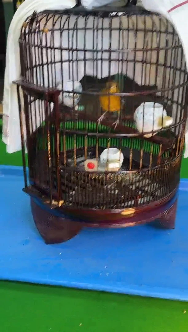 虎皮鹦鹉45号橙头老毛养笼0元起拍