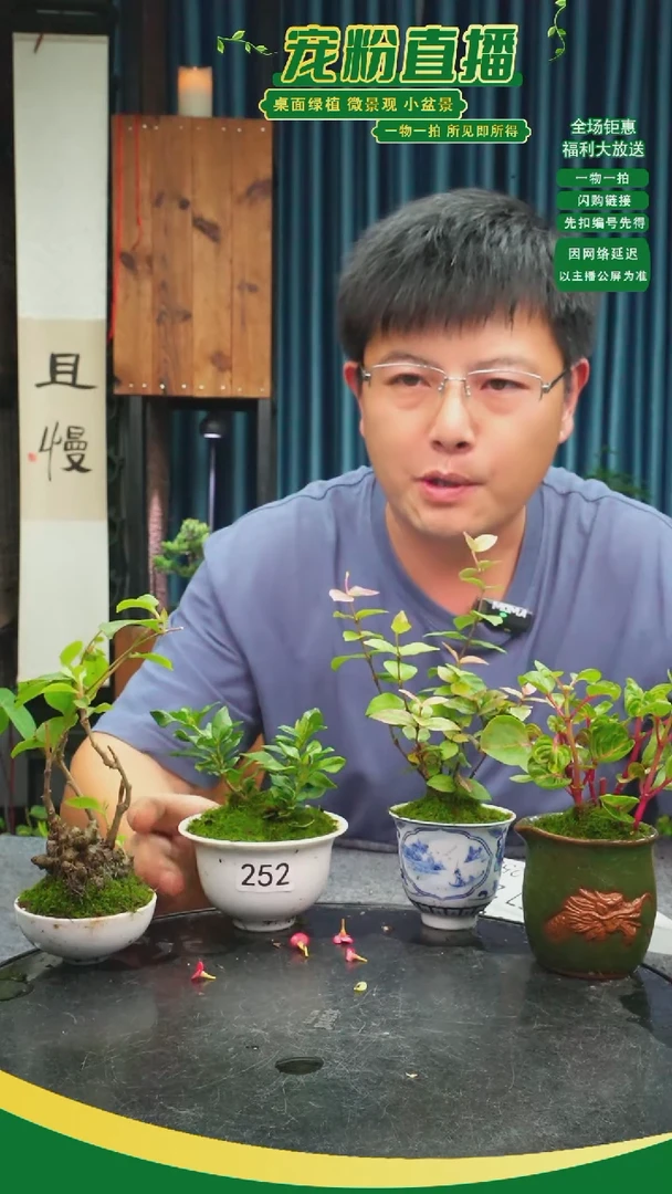 无花朵苯*苔藓微景观252号