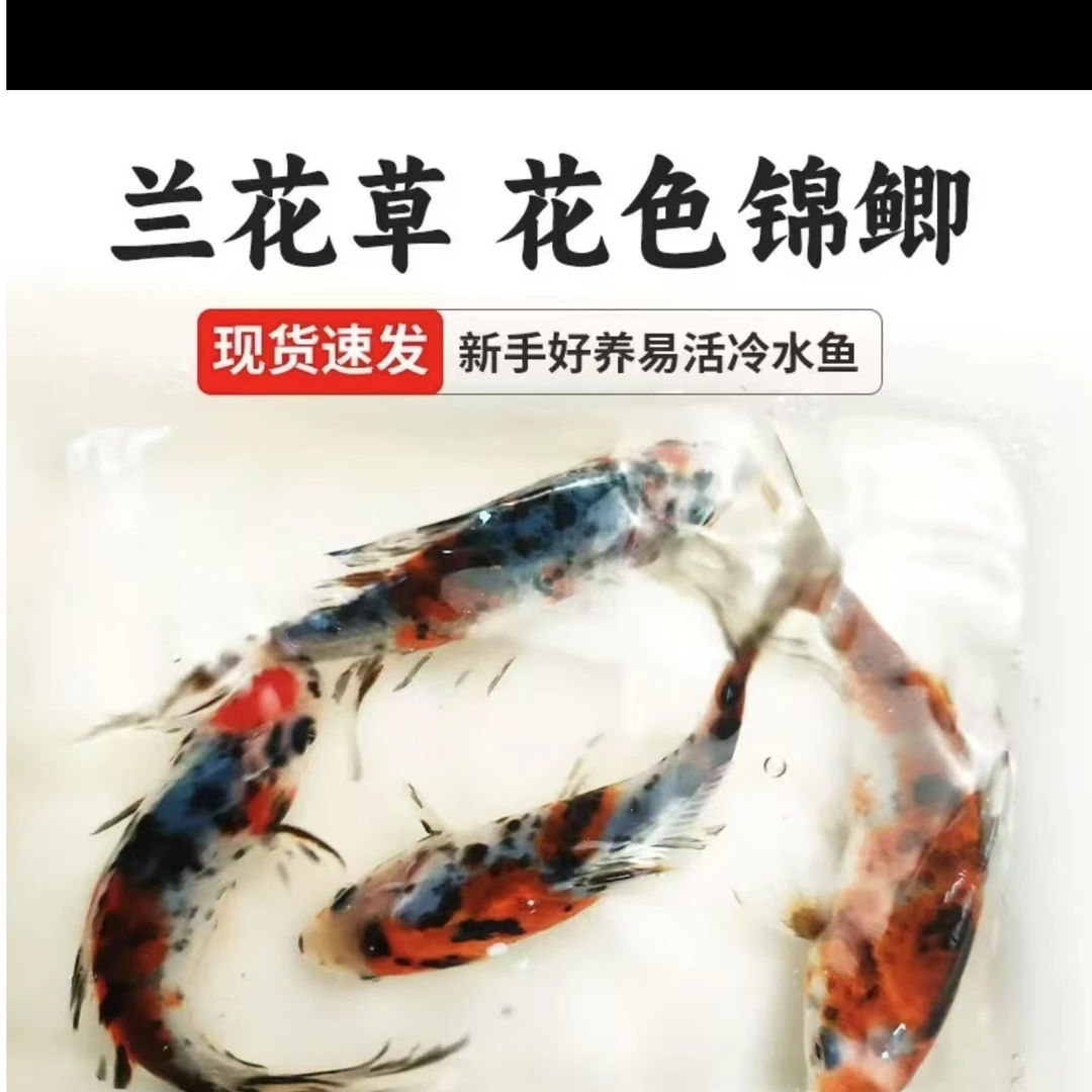 源头渔场兰花草金鱼5-7厘米好养包邮包损（不指定随机搭配）