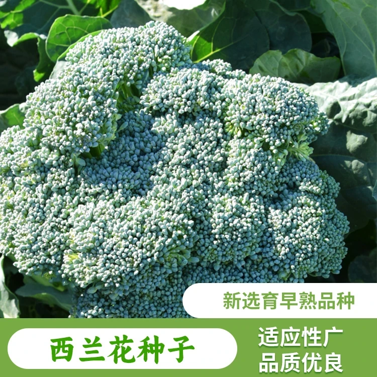 (拍2发3)西兰花种籽孑西兰花种子苗曼陀绿青花菜四季种籽菜花籽子