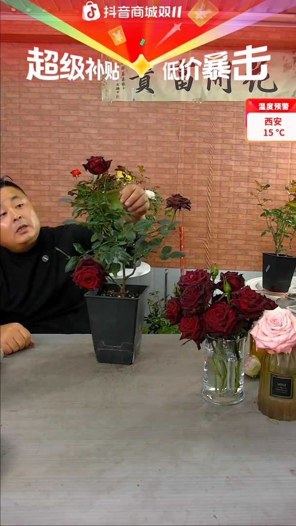 当前无花朵，栽培后可花朵黑巴克