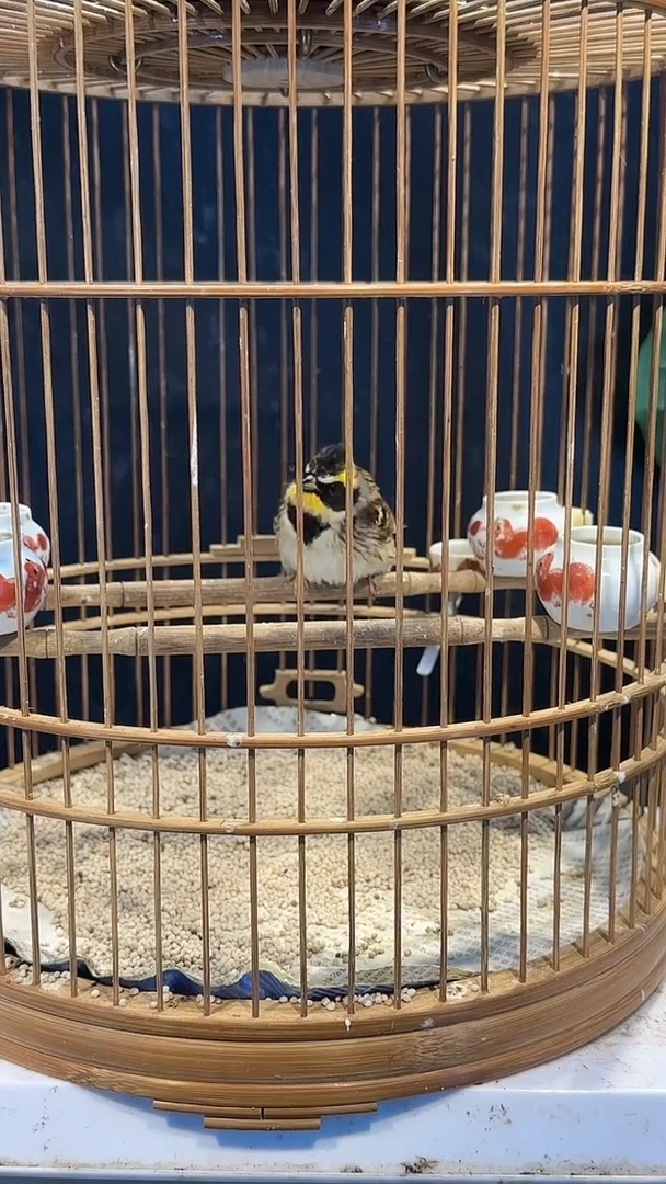 虎皮鹦鹉7号虎头凤养笼150元起拍